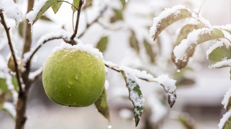 A green apple growing on a tree with snow
