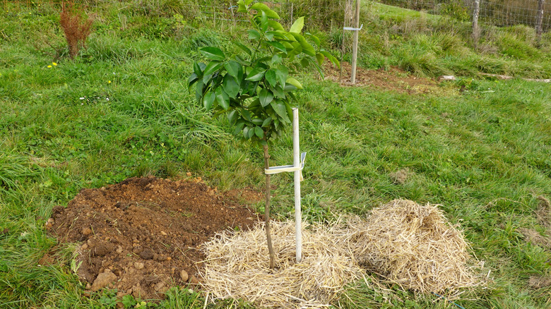 Newly planted lemon tree with straw mulch