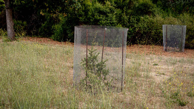 A young tree protected by a cage