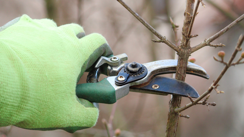 A person pruning a branch while wearing gardening gloves