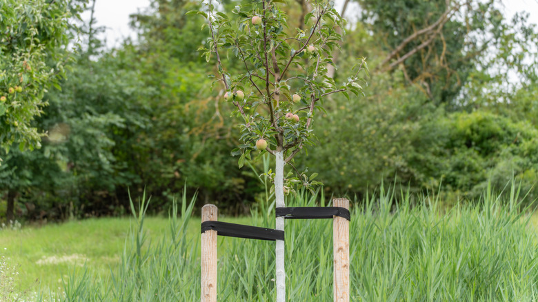 A young apple tree with stakes