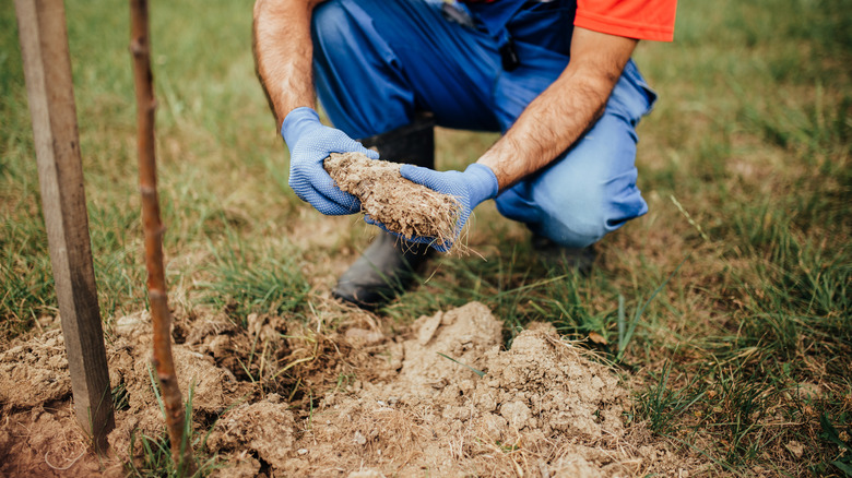 Person checking the soil quality around a young tree