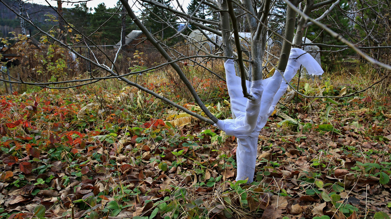 The base of a tree covered with frost wrap