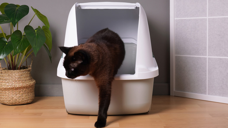 A black cat stepping out of a litter box