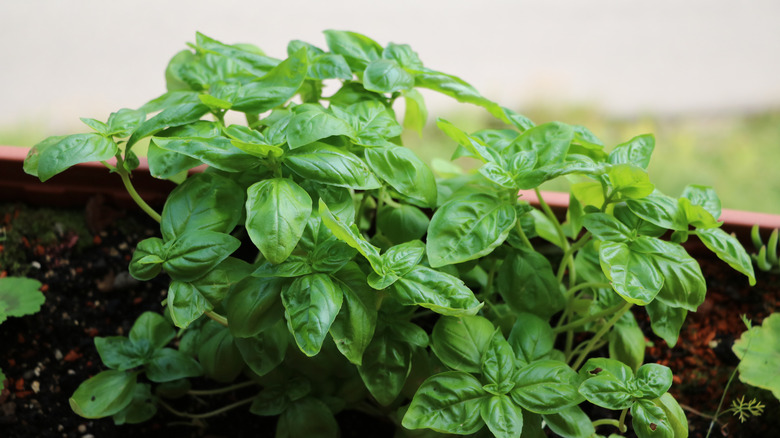 Basil growing in a planter