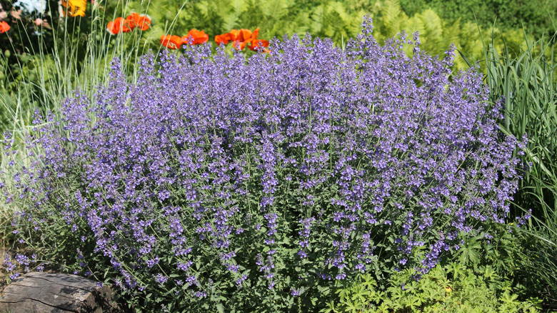 Flowering purple catnip