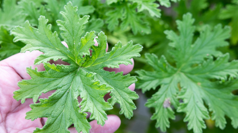 person touching citronella plant
