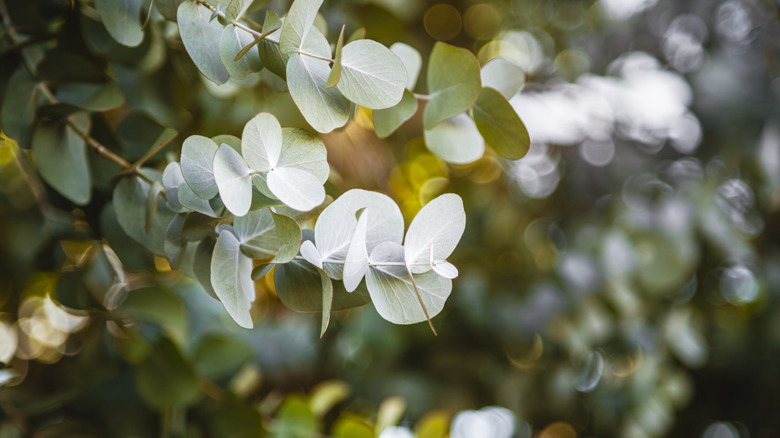 Eucalyptus foliage up close