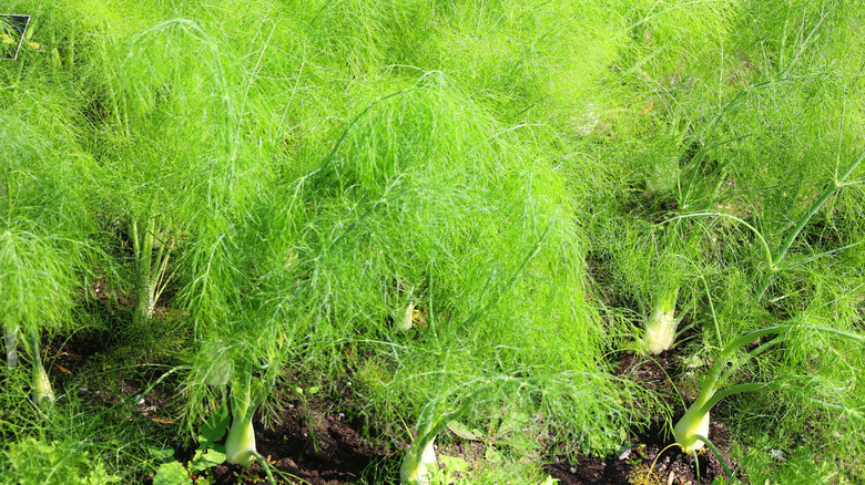 Fennel bushes