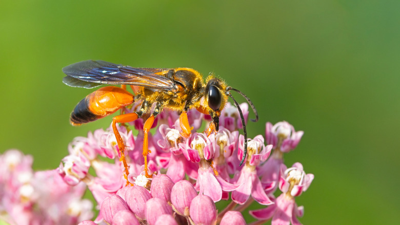 Wasp sitting on a pink flower