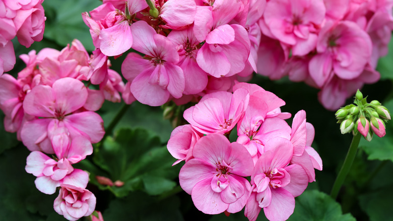 Pink flowering geranium