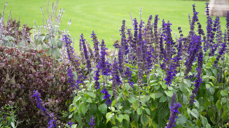 Lavender plant in yard
