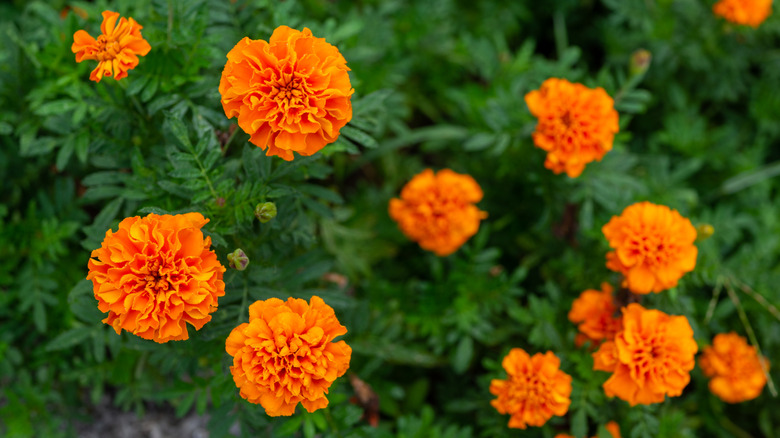 Marigold bush