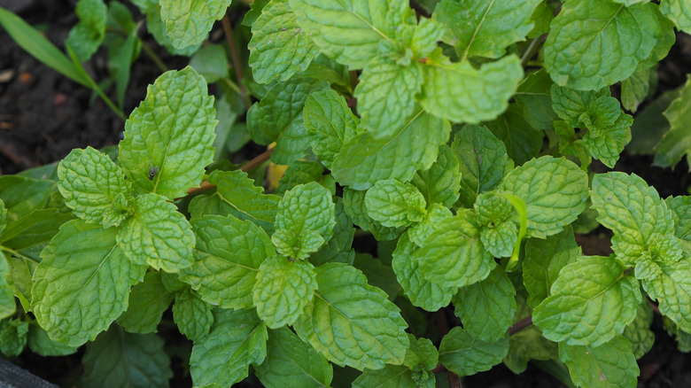 Mint plant