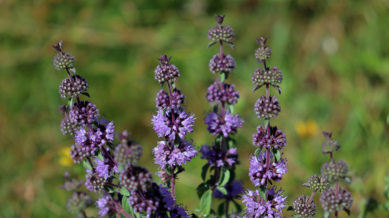 Purple pennyroyal flowers