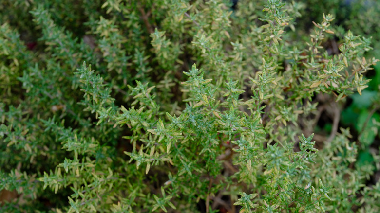 Thyme plant overhead shot
