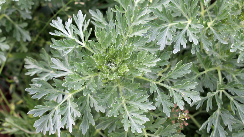 closeup of wormwood bush