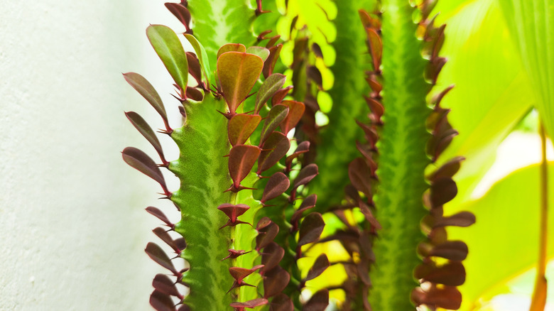African milk tree (Euphorbia trigona) plant
