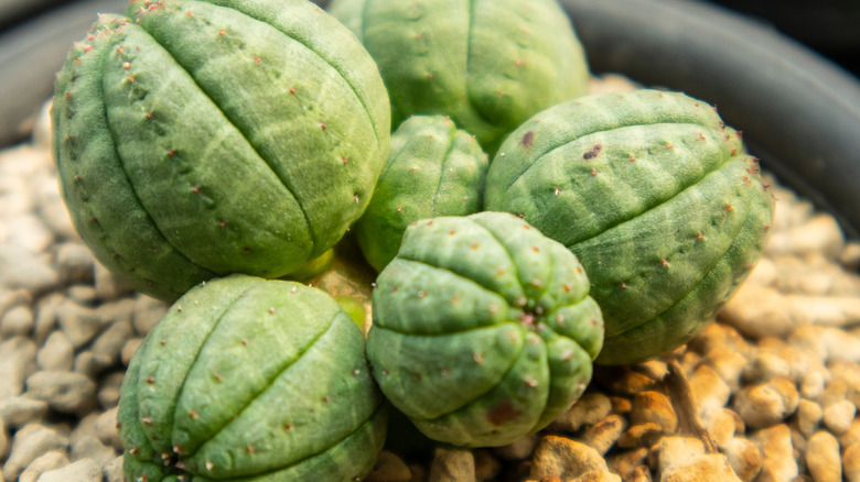 baseball plant (Euphorbia obesa) growing in rocky soil in gray planter