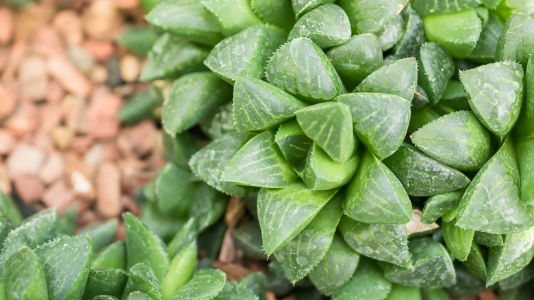 Cathedral window (Haworthia cymbiformis) plant in rocky planting medium