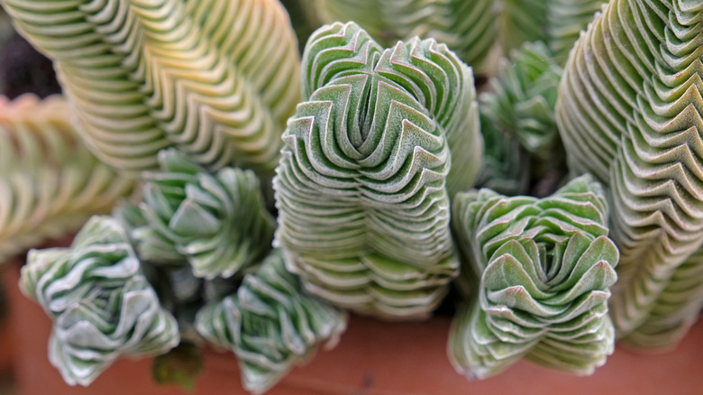 Crassula Buddha's Temple in a brown planter
