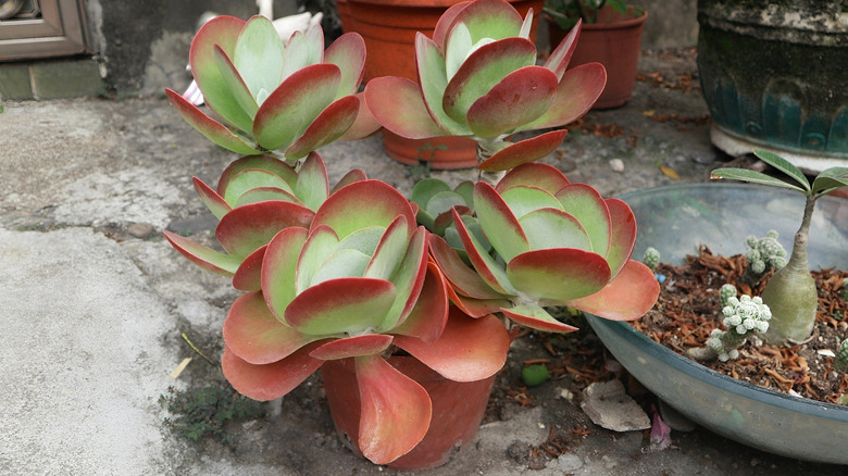 Paddle plant, (Kalanchoe thyrsiflora Flapjacks) in a brown pot outdoors