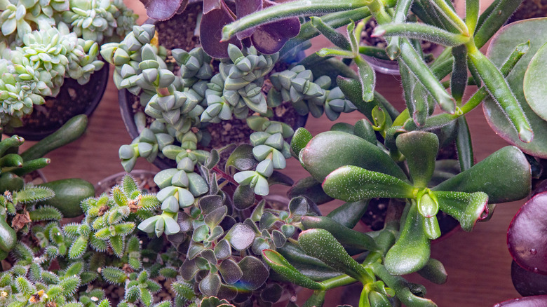 An assortment of succulents on a surface.