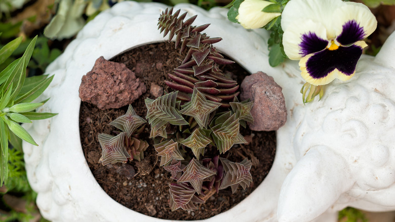 a pagoda village Crassula in a white ceramic planter