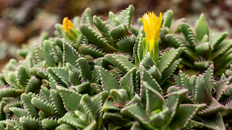 Pebbled tiger jaws (Faucaria felina) with yellow blooms