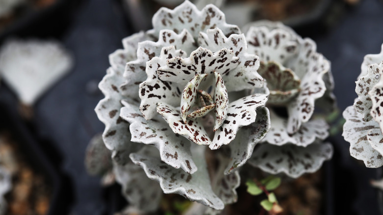 Black and white pies from heaven (Kalanchoe rhombopilosa) succulent