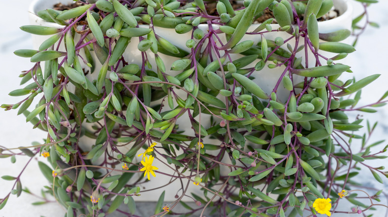 Ruby necklace plant (Othonna capensis) with yellow blooms spilling out of a white planter pot