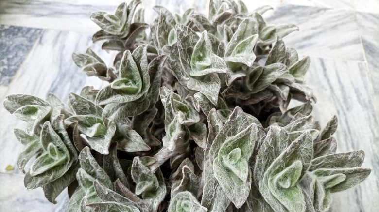 White velvet (Tradescantia sillamontana) houseplant placed on tiled floor