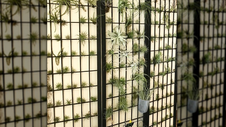 Air plants in grid of divider