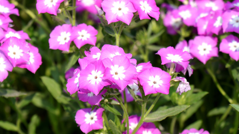 Pink annual phlox in full bloom