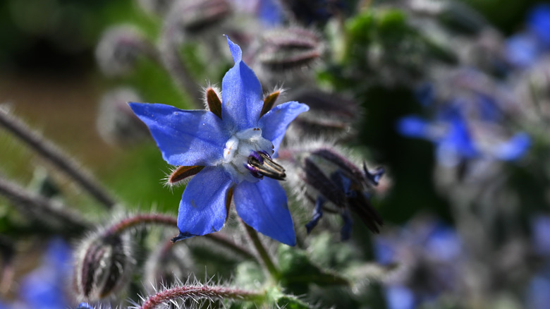 Close up of a borage flower