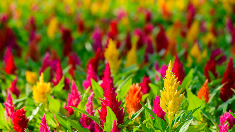 Colorful celosia flowers