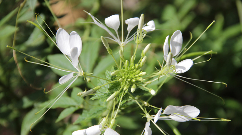 White cleome flowers close up