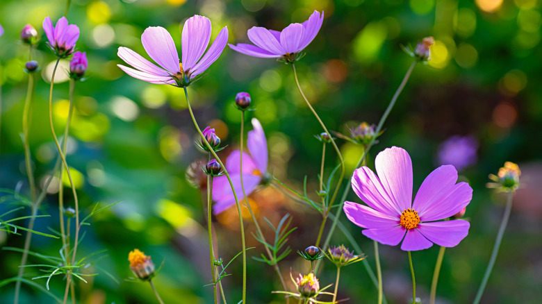 Cosmos blooming yin the garden
