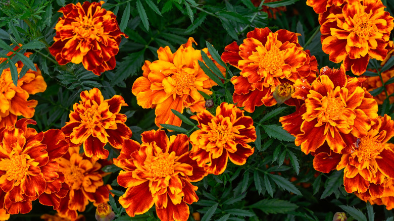 Orange French marigold flowers in the garden