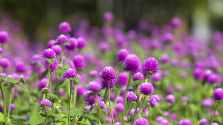 Purple globe amaranth flowers