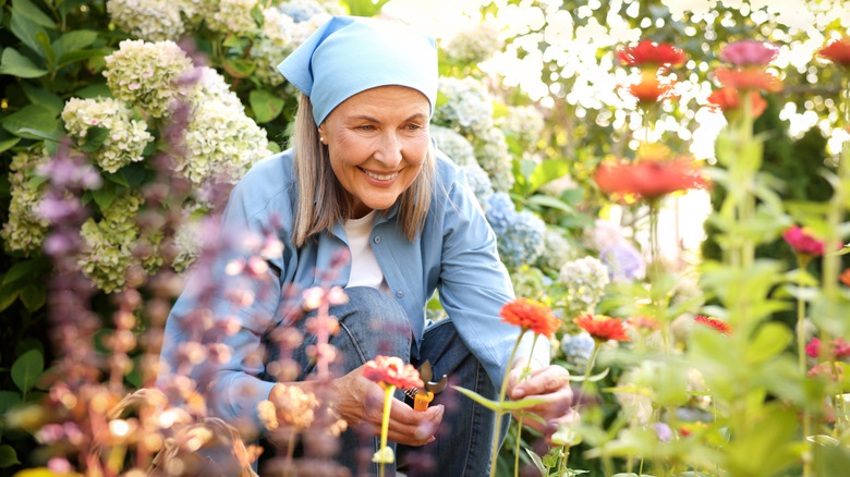 Senior woman pruning zinnia flowers in the garden