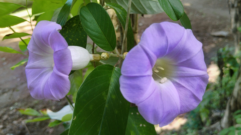 Purple morning glory flowers