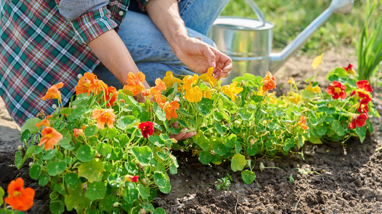 Watering nasturtium in the garden