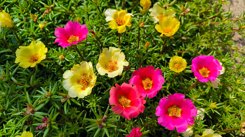 Moss rose in full bloom