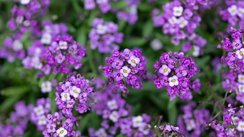 Purple sweet alyssum in full bloom