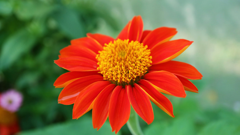 Close up of a Mexican sunflower