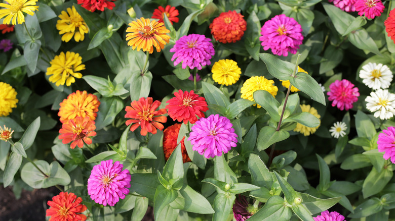 Flowering zinnia in the garden