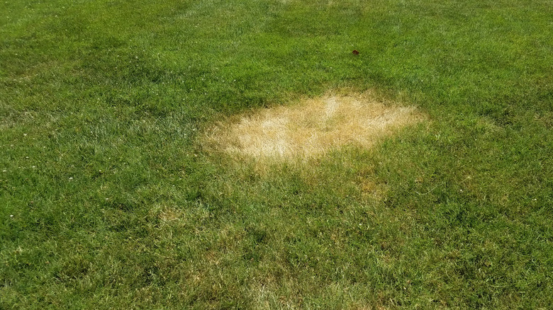 brown patch in grass