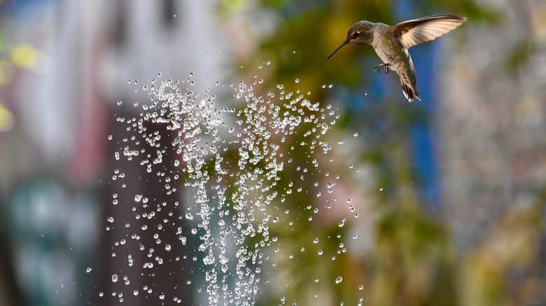 A hummingbird flying into spraying water