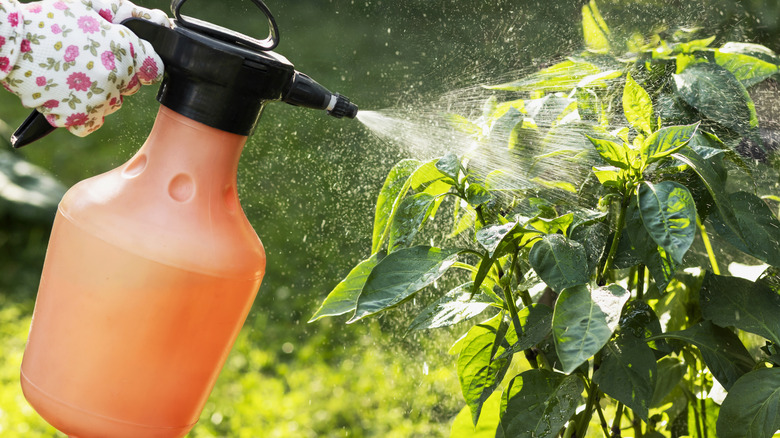 A gloved hand spraying pesticides on an outdoor plant
